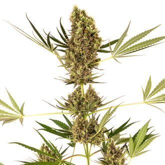 Alpine Delight CBD Autoflower (Sensi Seeds) Feminisoidut