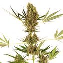 Alpine Delight CBD Autoflower (Sensi Seeds) Feminisoidut