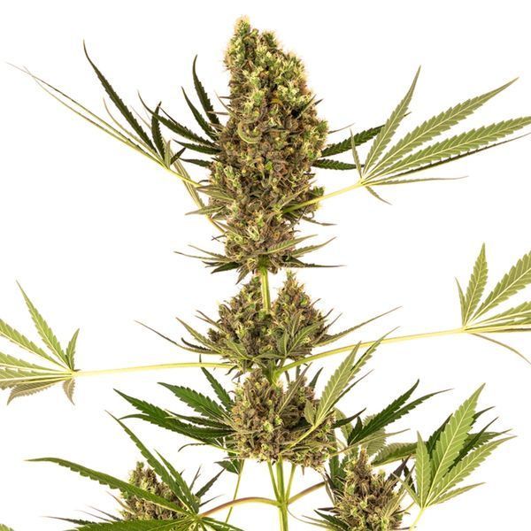 Alpine Delight CBD Autoflower (Sensi Seeds) Feminisoidut