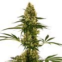 Blue Bullet Auto (Sensi Seeds) Feminisoidut