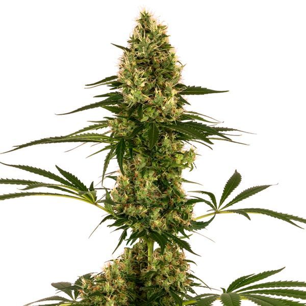 Blue Bullet Auto (Sensi Seeds) Feminisoidut