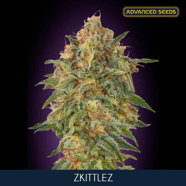 Zkittlez (Advanced Seeds) Feminisoidut