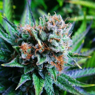 Blue Dream (Nirvana) Feminisoidut
