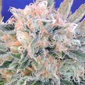 Auto Blueberry Ghost OG (Original Sensible) Feminisoidut