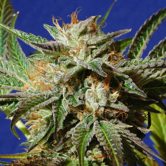 Gorilla Cookies (Original Sensible Seeds) feminisoidut
