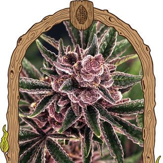 Tropical Fuel (Exotic Seed) Feminisoidut