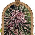 Tropical Fuel (Exotic Seed) Feminisoidut