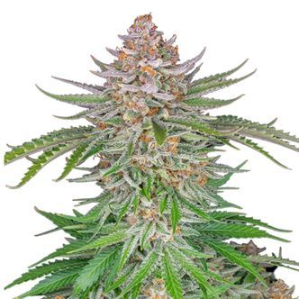 Strawberry Pie Auto (FastBuds) feminisoidut kannabiksen siemenet