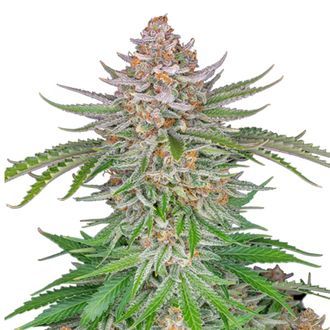 Strawberry Pie Auto (FastBuds) Feminisoidut