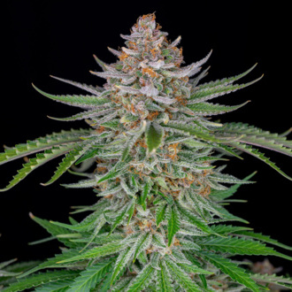 Strawberry Pie Auto (FastBuds) Feminisoidut