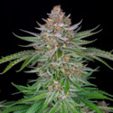 Strawberry Pie Auto (FastBuds) Feminisoidut
