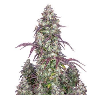 Lemon Pie Auto (FastBuds) feminisoidut
