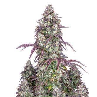 Lemon Pie Auto (FastBuds) Feminisoidut