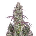 Lemon Pie Auto (FastBuds) Feminisoidut