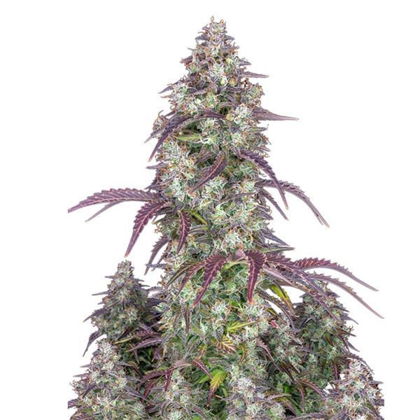 Lemon Pie Auto (FastBuds) Feminisoidut