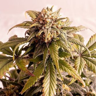 Speedy Boom Auto (Kannabia) feminisoidut