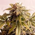 Speedy Boom Auto (Kannabia) Feminisoidut