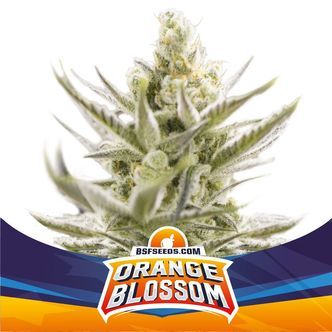 Orange Blossom XXL Auto (BSF Seeds) feminisoidut kannabiksen siemenet