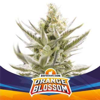 Orange Blossom XXL Auto (BSF Seeds) Feminisoidut