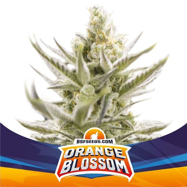 Orange Blossom XXL Auto (BSF Seeds) Feminisoidut