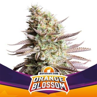 Orange Blossom (BSF Seeds) feminisoidut