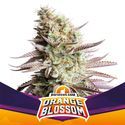 Orange Blossom (BSF Seeds) Feminisoidut
