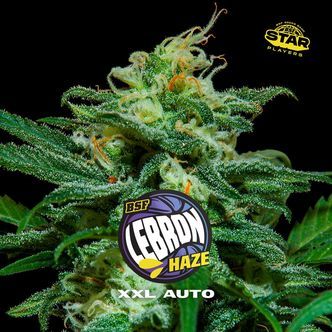 Lebron Haze XXL Auto (BSF Seeds) feminisoitu