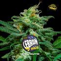 Lebron Haze XXL Auto (BSF Seeds) Feminisoidut