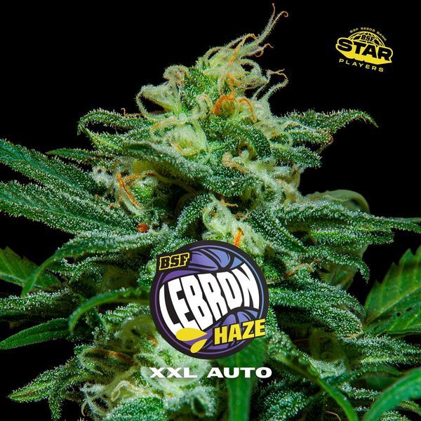 Lebron Haze XXL Auto (BSF Seeds) Feminisoidut