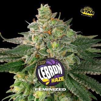 Lebron Haze (BSF Seeds) feminisoidut