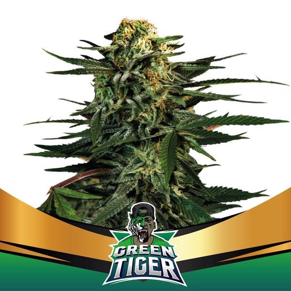 Green Tiger (BSF Seeds) Feminisoidut
