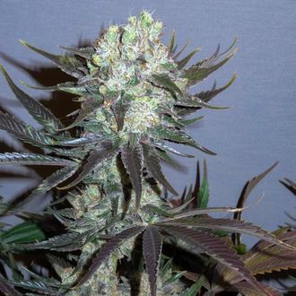 Killer Glue (Little Chief Collabs) Feminisoidut