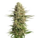 Skywalker Saga (Amsterdam Genetics) Feminisoidut