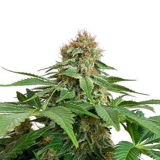 Grapefruit Superstar (Amsterdam Genetics) Feminisoidut