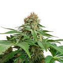 Grapefruit Superstar (Amsterdam Genetics) Feminisoidut