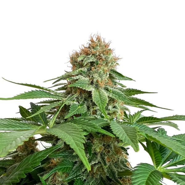Grapefruit Superstar (Amsterdam Genetics) Feminisoidut