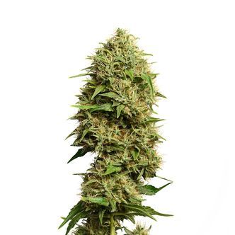 Fatkid&rsquo;s Cake (Amsterdam Genetics) feminisoidut