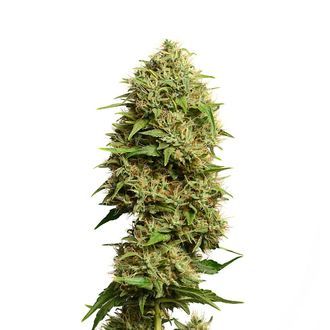 Fatkid&rsquo;s Cake (Amsterdam Genetics) Feminisoidut
