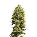 Fatkid’s Cake (Amsterdam Genetics) Feminisoidut