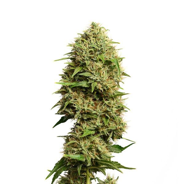 Fatkid’s Cake (Amsterdam Genetics) Feminisoidut