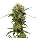Chocolato (Amsterdam Genetics) Feminisoidut