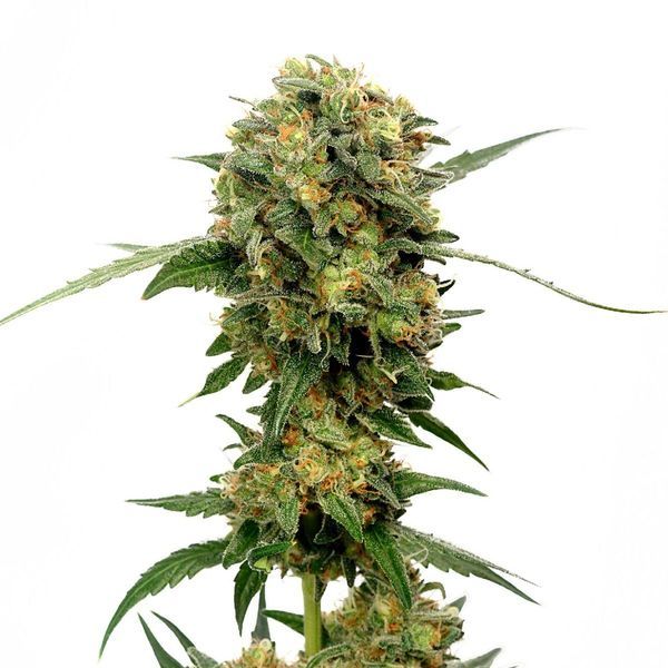 Chocolato (Amsterdam Genetics) Feminisoidut