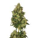 Skyrocket (Amsterdam Genetics) Feminisoidut