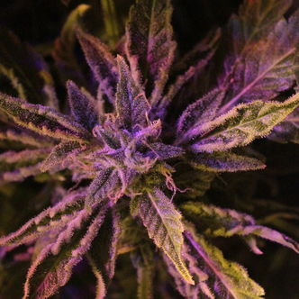 Doctor's Choice 1 (Doctor's Choice) feminisoidut