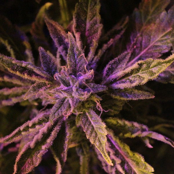 Doctor's Choice 1 Auto (Doctor's Choice) Feminisoidut