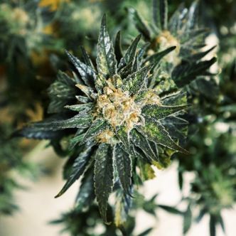 DC Kush (Doctor's Choice) feminisoidut kannabiksen siemenet