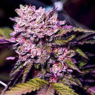 Gelato (Nirvana) feminisoidut kannabiksen siemenet