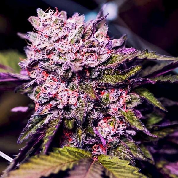 Gelato (Nirvana) Feminisoidut