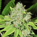 Auto Original Glue (Nirvana) Feminisoidut