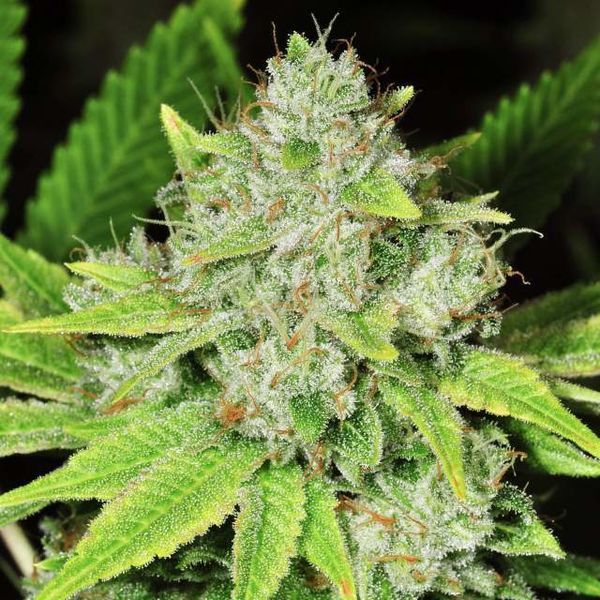 Auto Original Glue (Nirvana) Feminisoidut